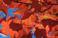 maple leaves